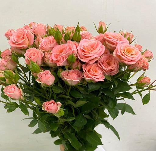 Spray Rose (Imported) - Coral Pink