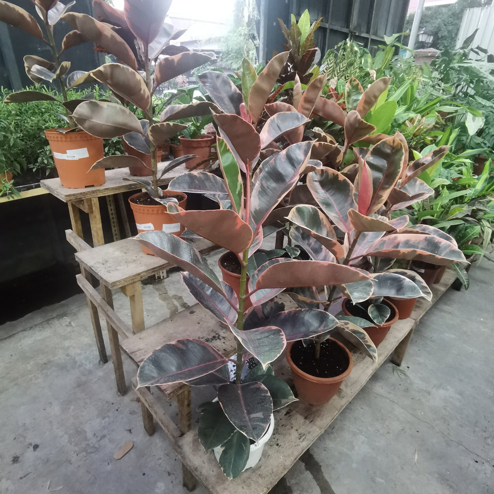 Ficus Elastica - P150