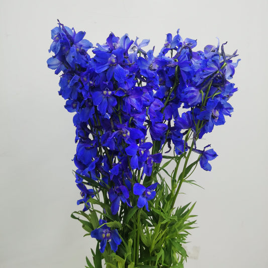Delphinium - Blue