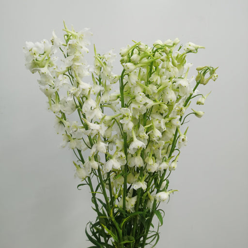 Delphinium - White (10 Stems)