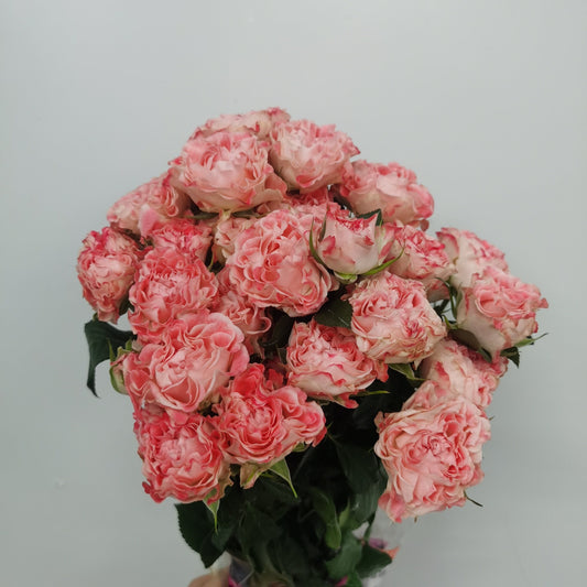 Rose Spray - 2 Tone Pink