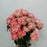 Rose Spray (Imported) - 2 Tone Pink [10 Stems]