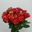 Rose Spray (Imported) - 2 Tone Red [10 Stems]