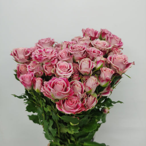 Rose Spray (Imported) - 2 Tone Pink [10 Stems]