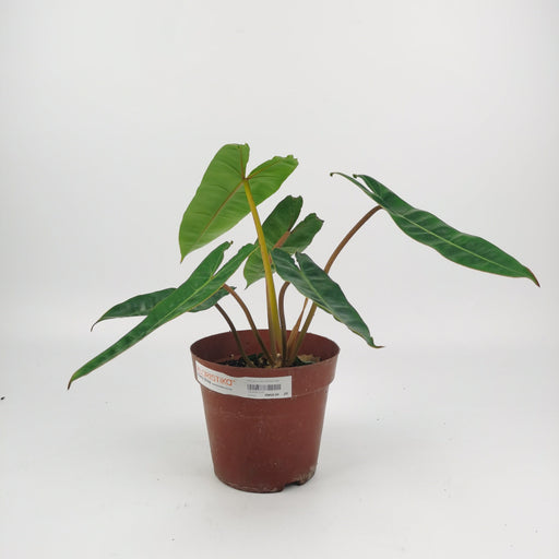 Philodendron Billietiae P160