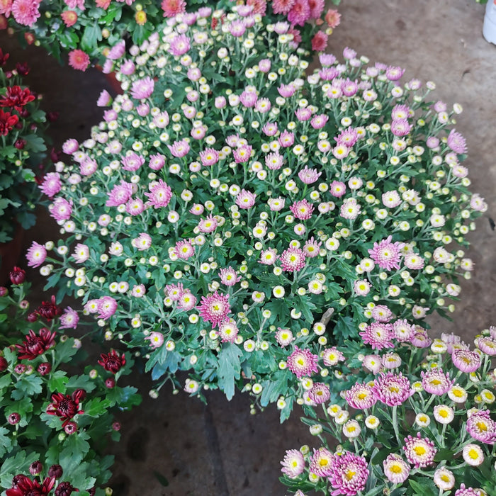 Chrysanthemum (BB 205)