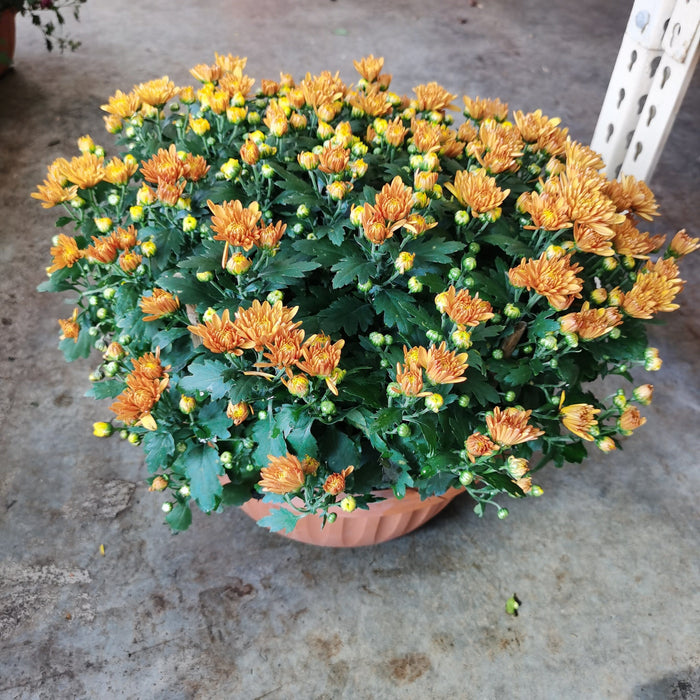 Chrysanthemum (BB 205)