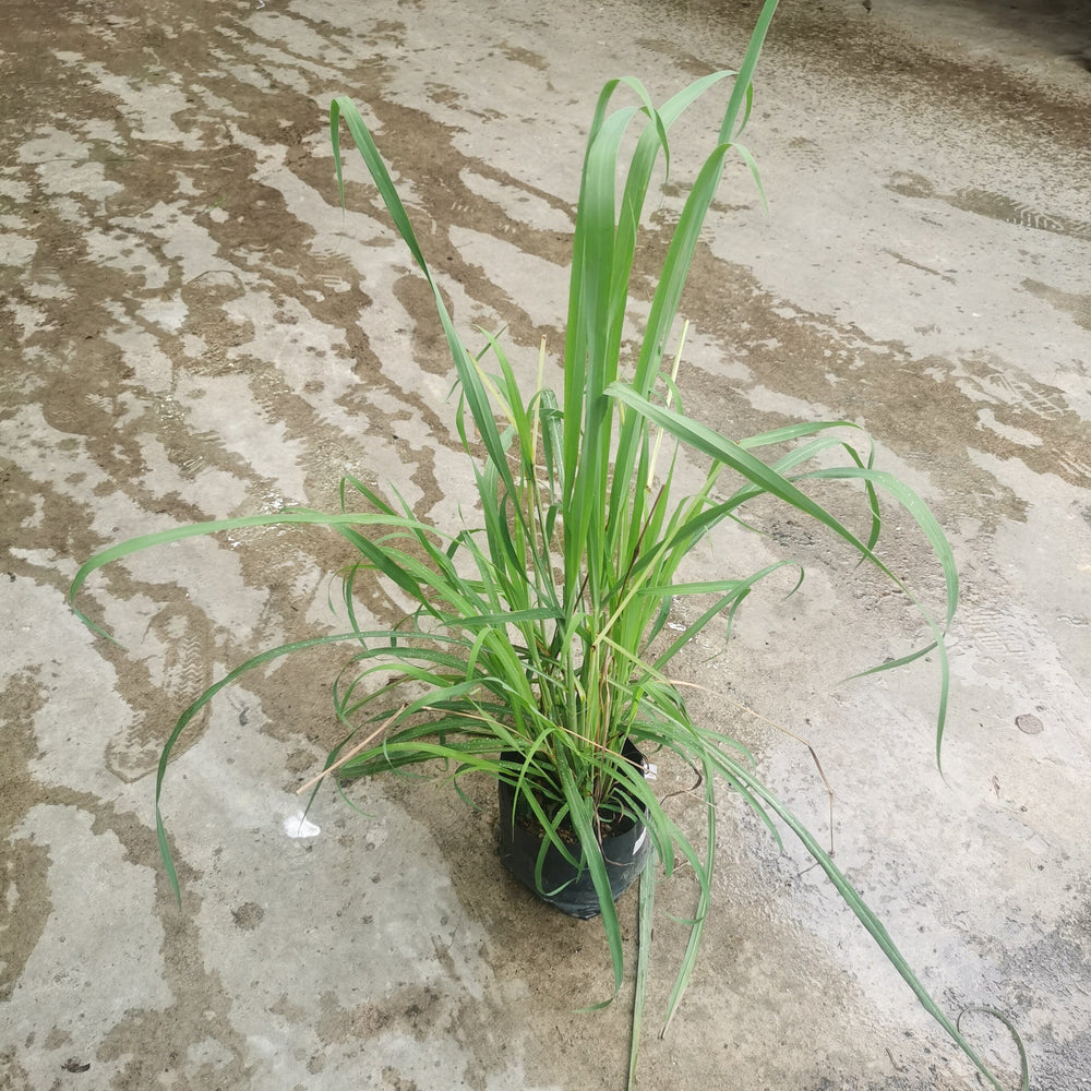 Lemongrass/Serai