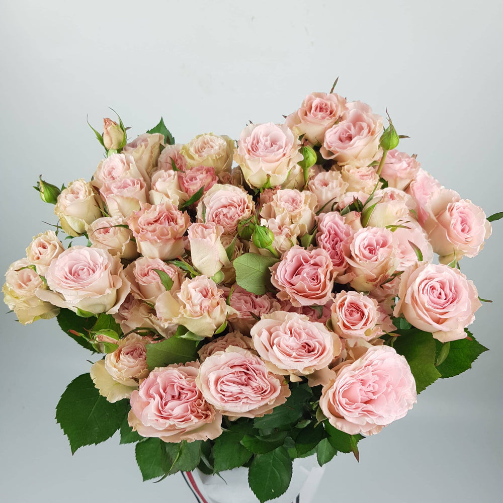 Spray Rose - Light Pink