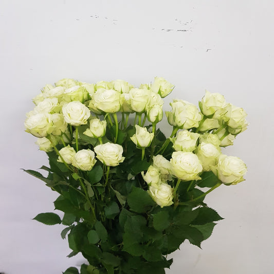 Spray Rose - Light Green