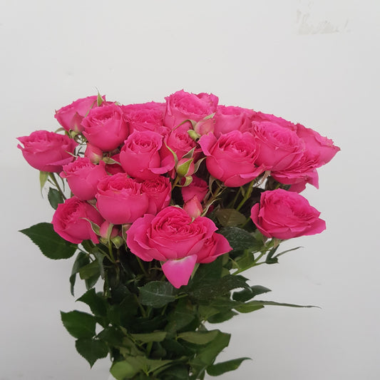 Spray Rose - Cherry Pink