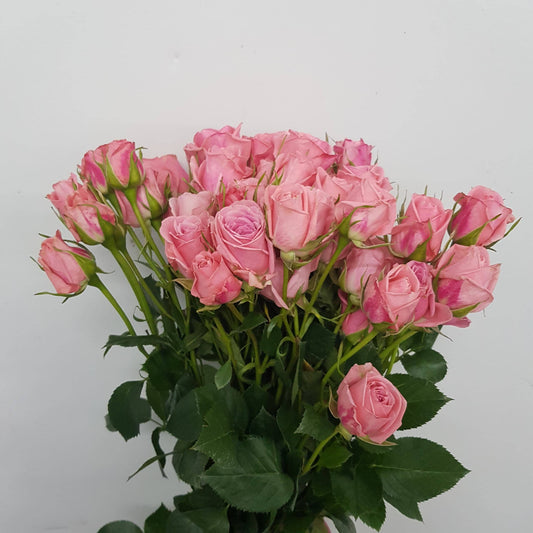 Spray Rose - Pink