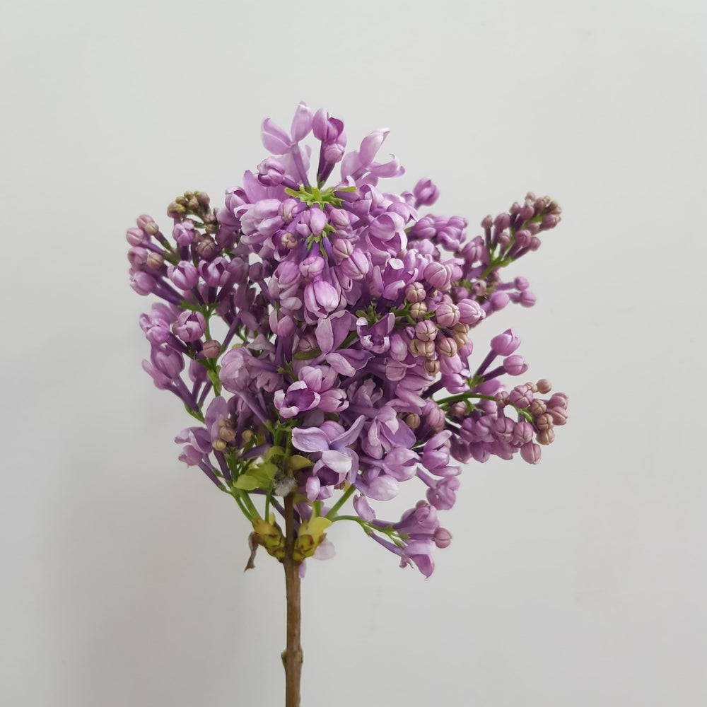 Syringa Lavender - Lilac