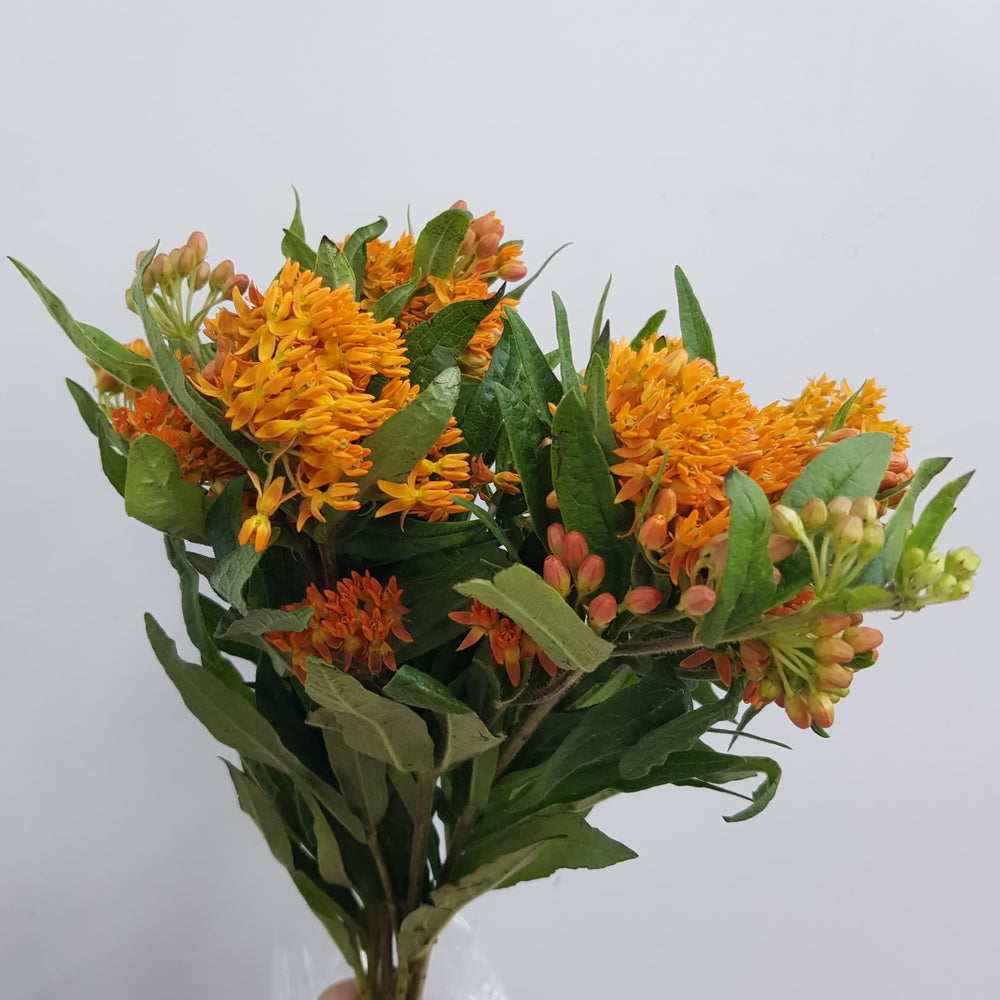 Asclepias Tuberosa