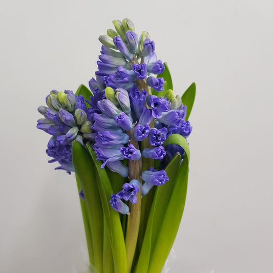 Hyacinthus - Purple