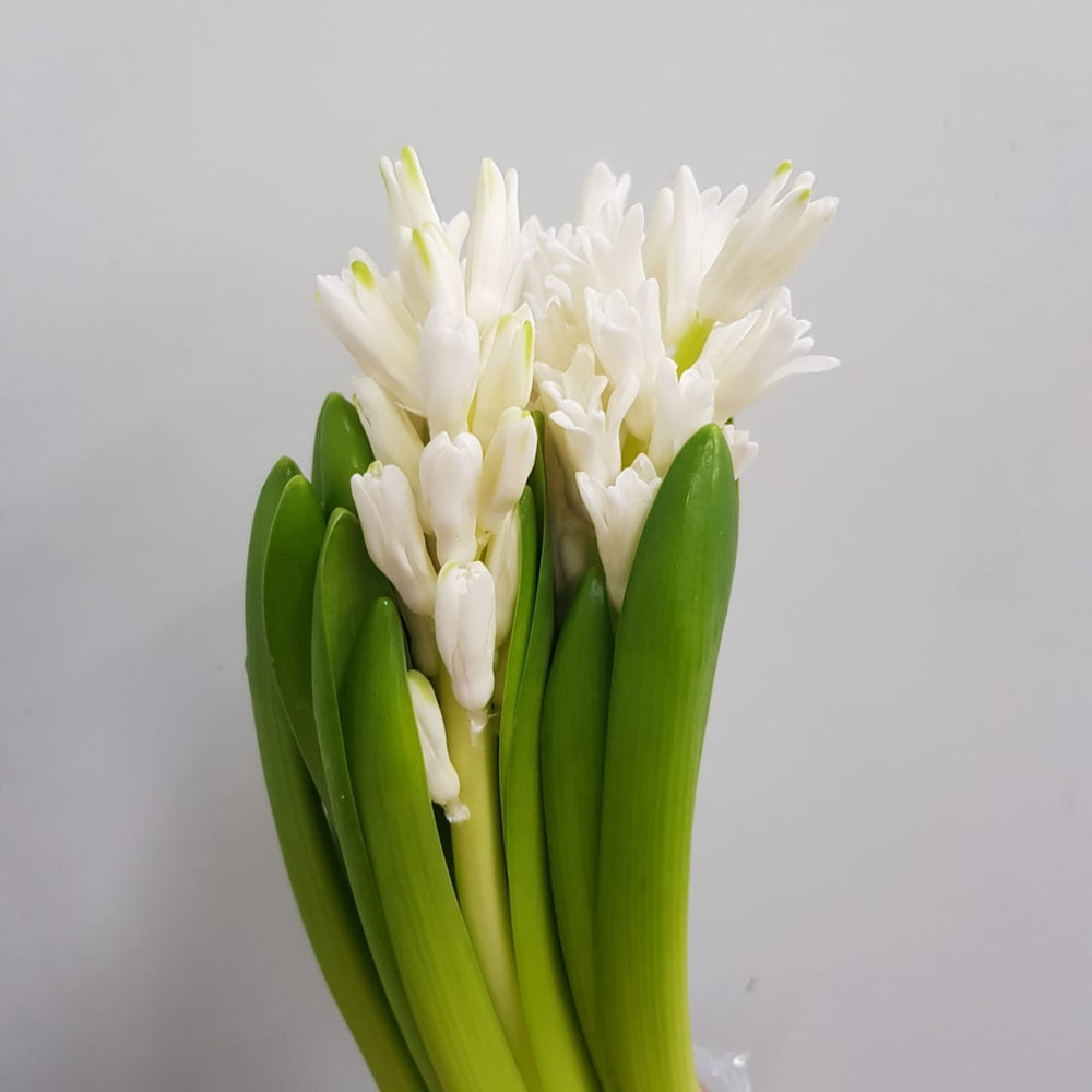 Hyacinthus - White