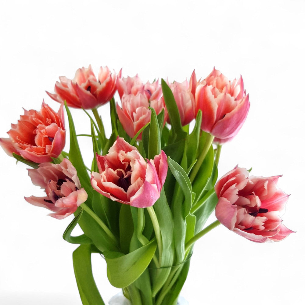 Fully Bloom Tulip - Mix [Clearance Stock]