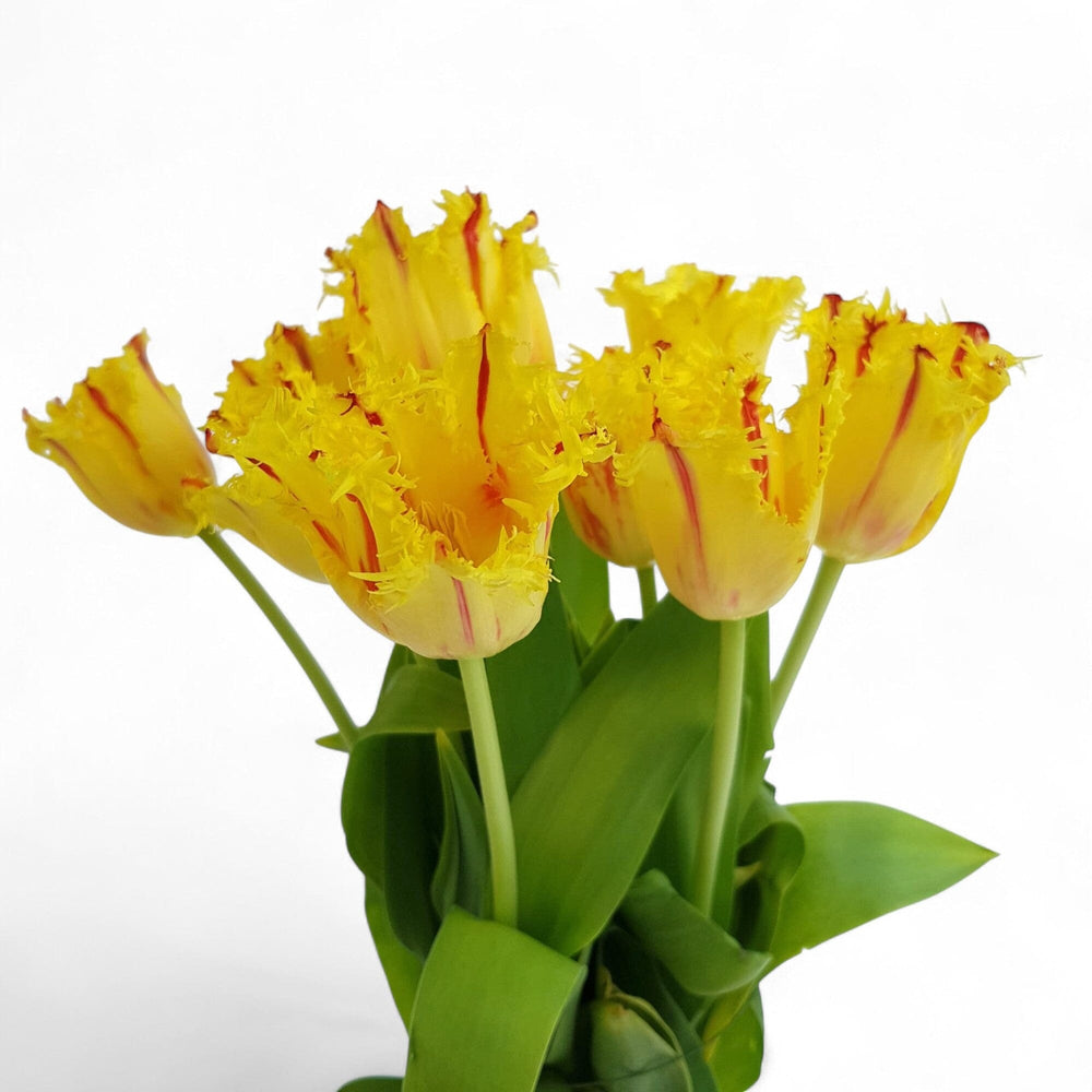 Fully Bloom Tulip - Mix [Clearance Stock]