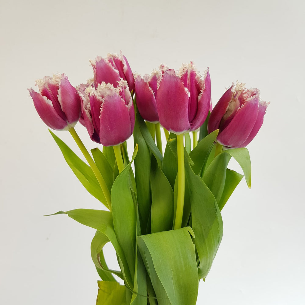 Fully Bloom Tulip - Mix [Clearance Stock]