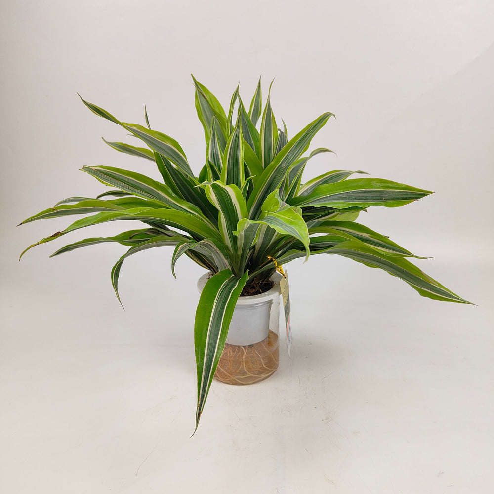 calathea dracaena Calathea Warscewiczii Plant