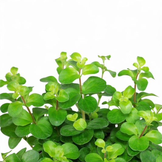 Pot Rondo Romana P8.5