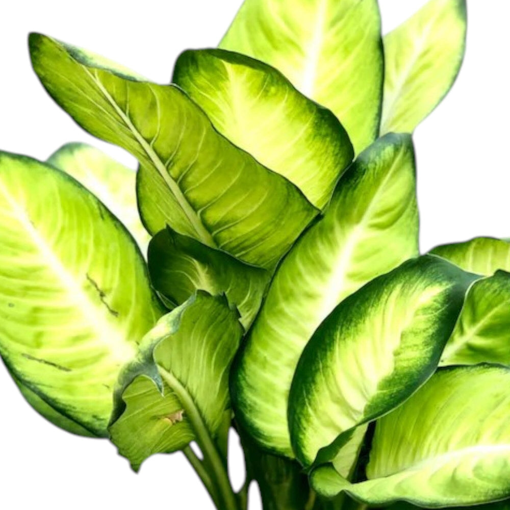 Dieffenbachia Camille P150