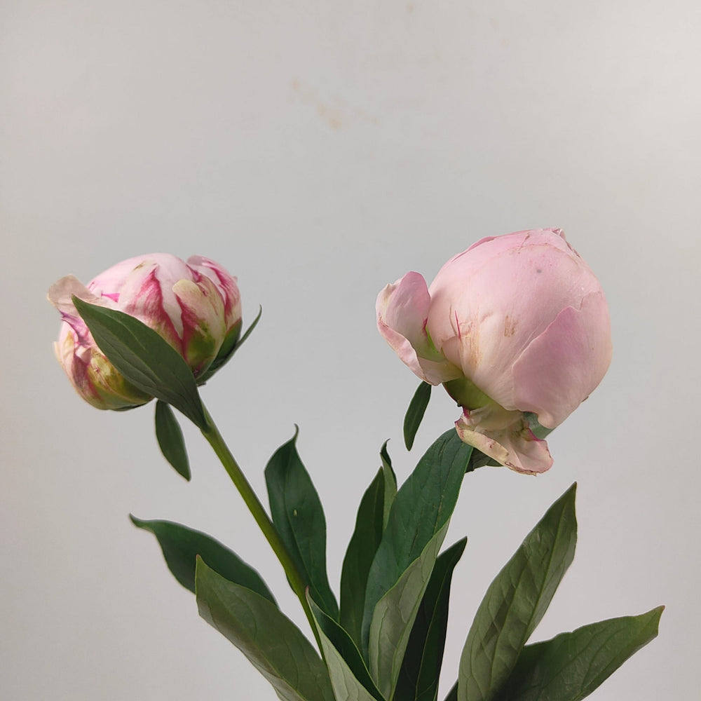 [Full Bloom] Peony 2 Tone Light Pink 牡丹 莎拉