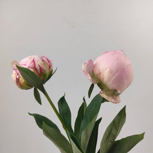 [Full Bloom] Peony 2 Tone Light Pink 牡丹 莎拉