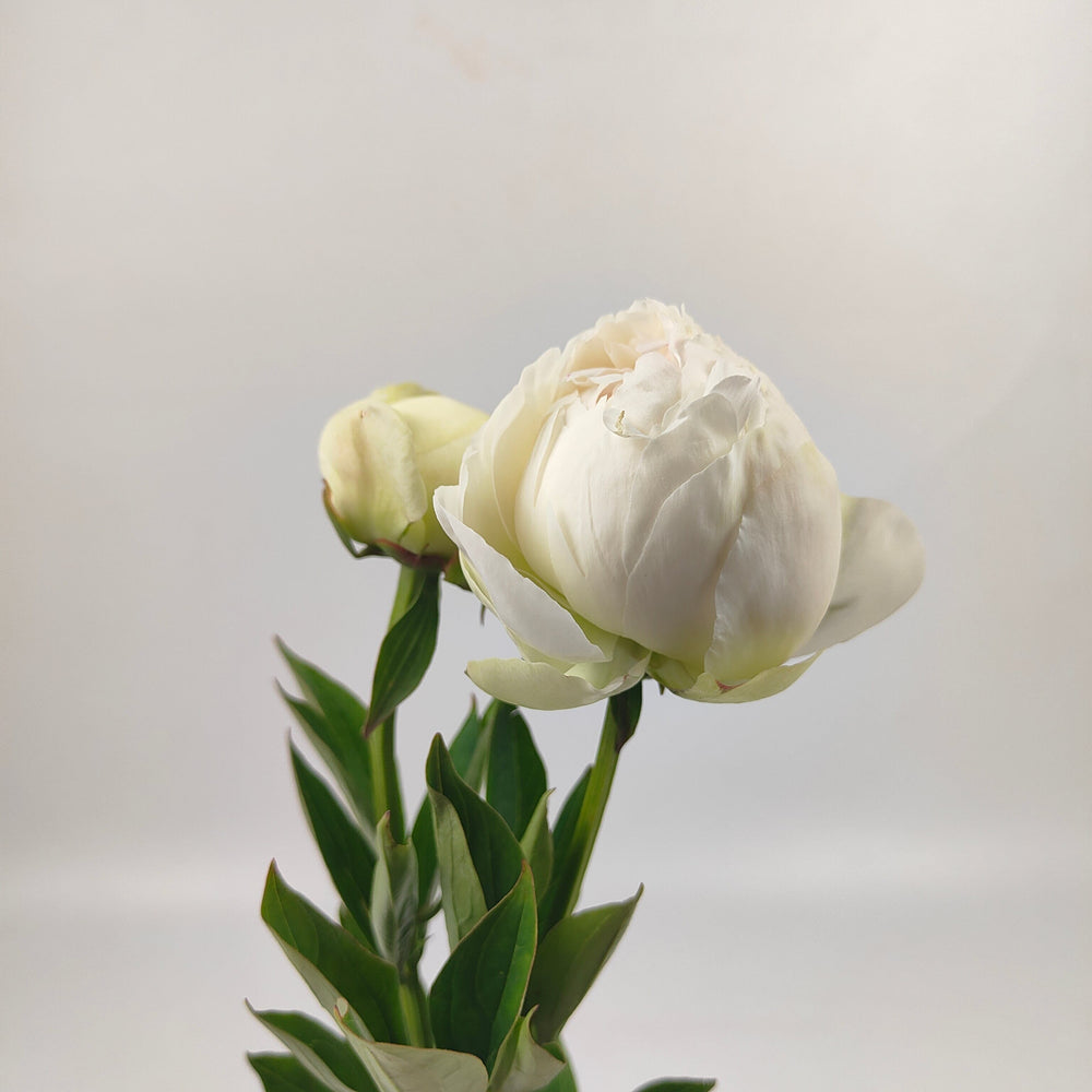 [Full Bloom] Peony White 牡丹 公爵夫人（白)