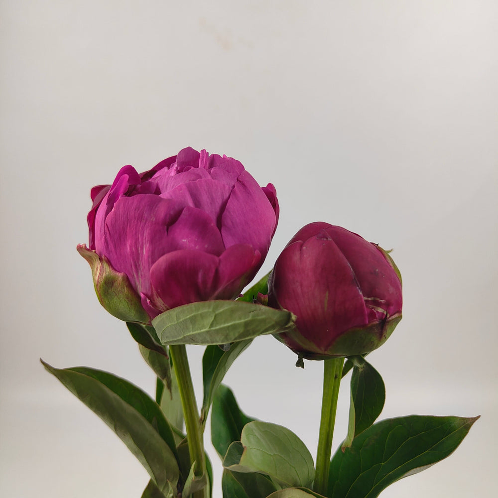 Peony Red Bernhardt 牡丹 红莎拉