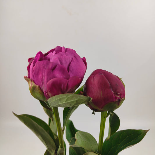 Peony Red Bernhardt 牡丹 红莎拉