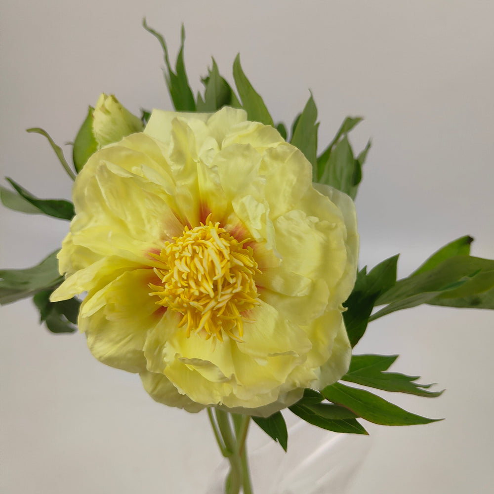 Peony Yellow 牡丹 芭茨拉