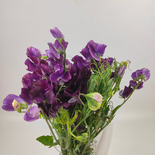 Sweet Pea - Purple 香豌豆