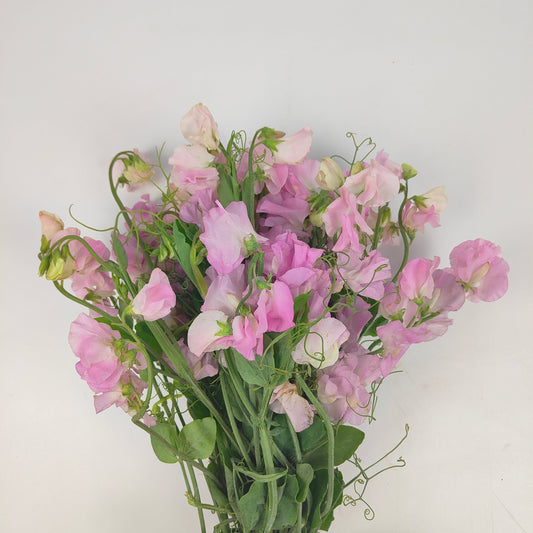 Sweet Pea - Light Purple 香豌豆