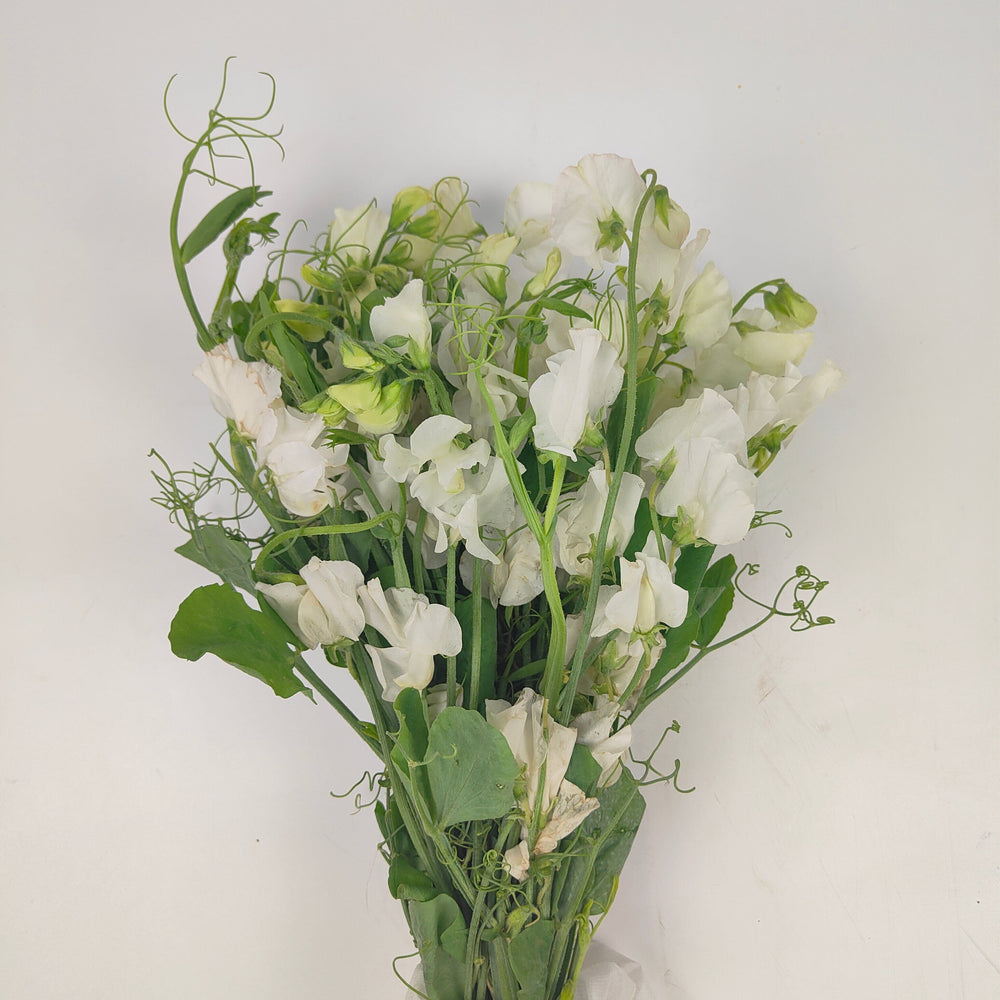 Sweet Pea - White 香豌豆