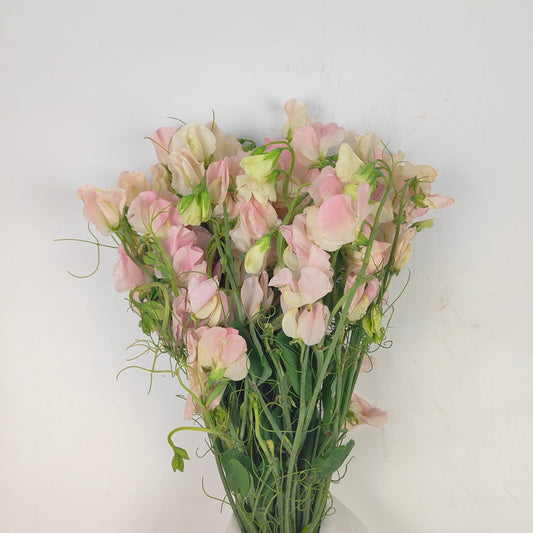 Sweet Pea - Light Pink 香豌豆