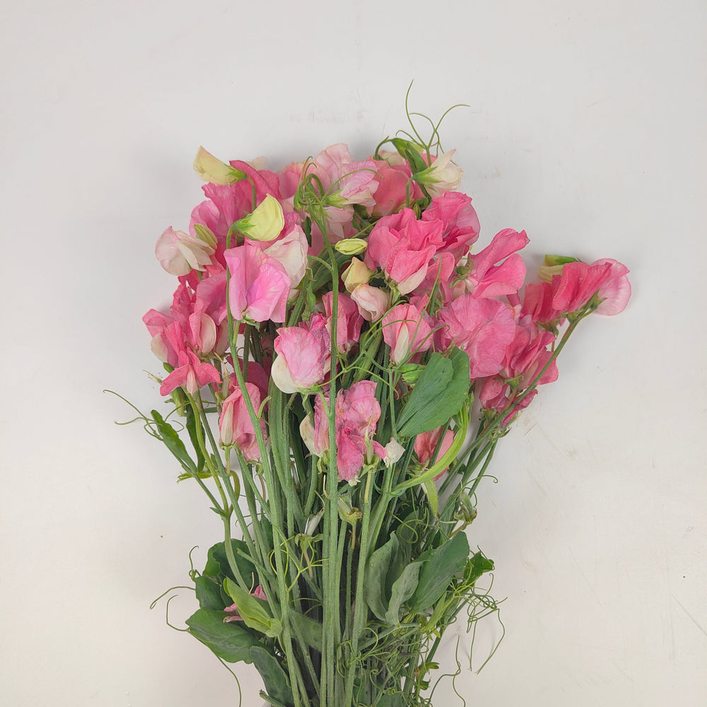 Sweet Pea - Pink 香豌豆