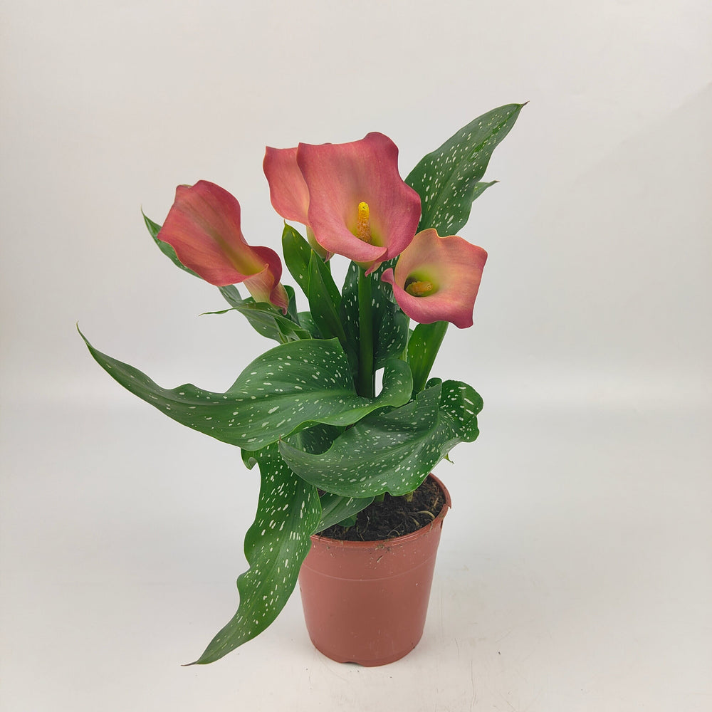 Pot Calla Lily - Pink