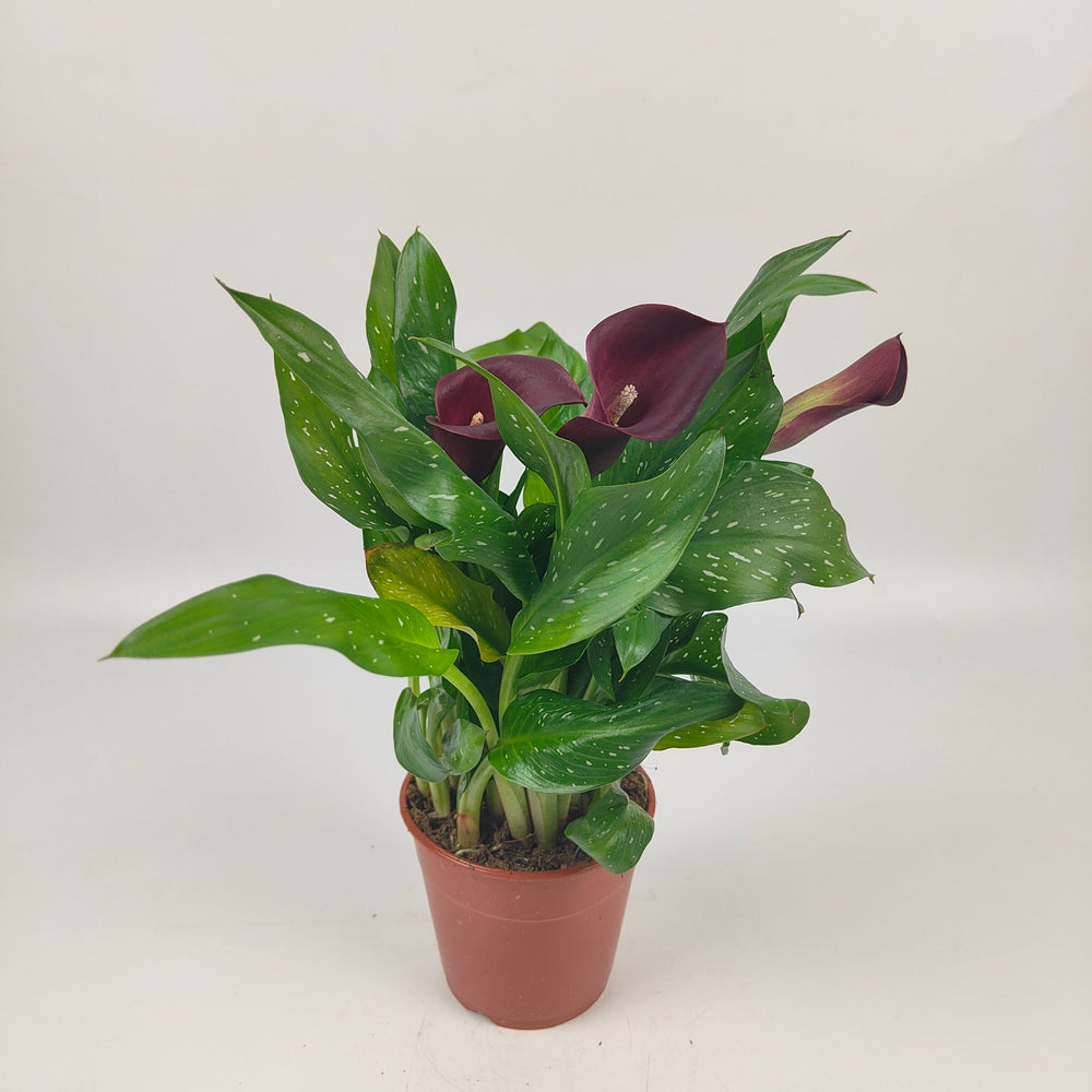 Pot Calla Lily - Dark Red