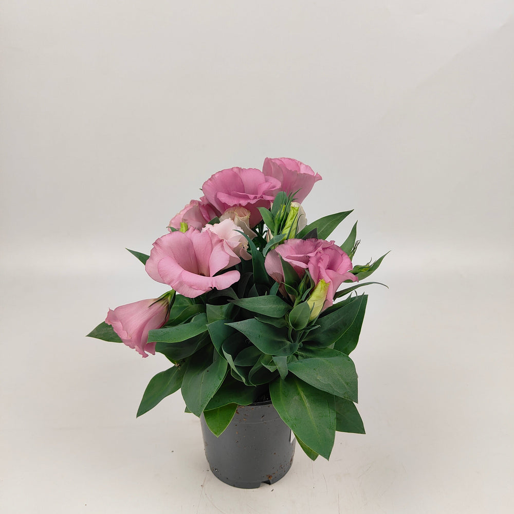 Pot Eustoma Mix - Pink