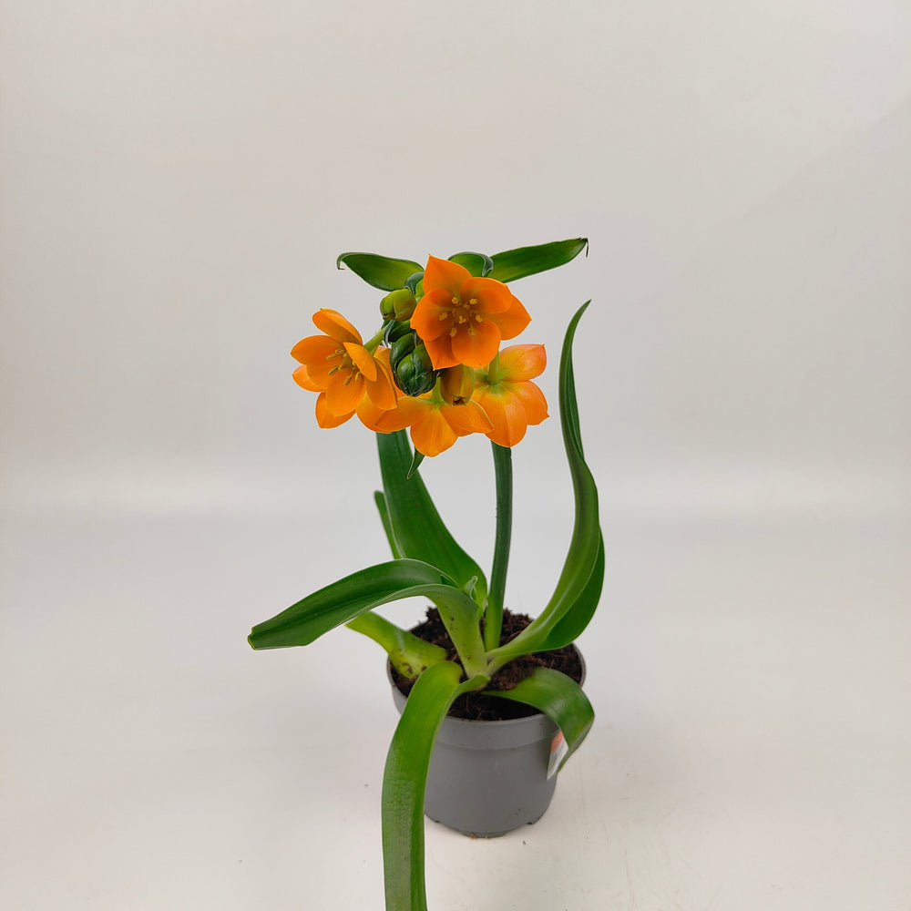 Pot Ornithogalum Mix