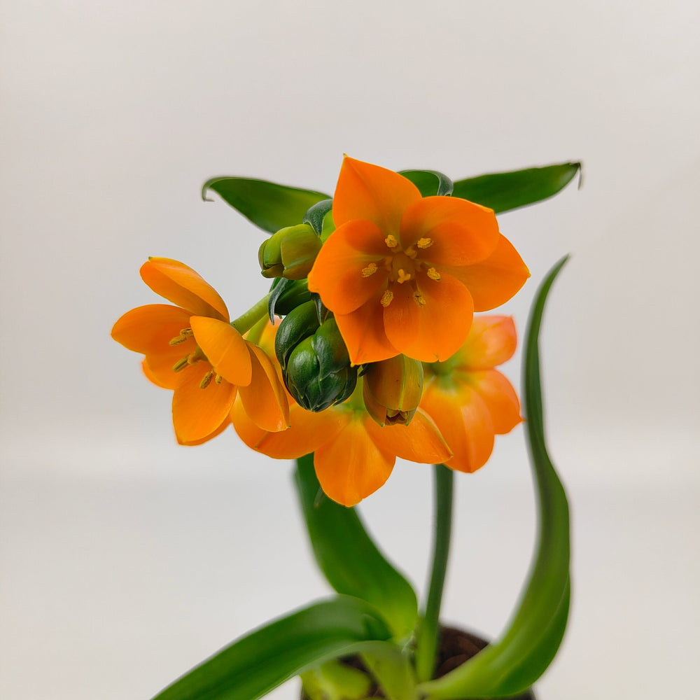 Pot Ornithogalum Mix