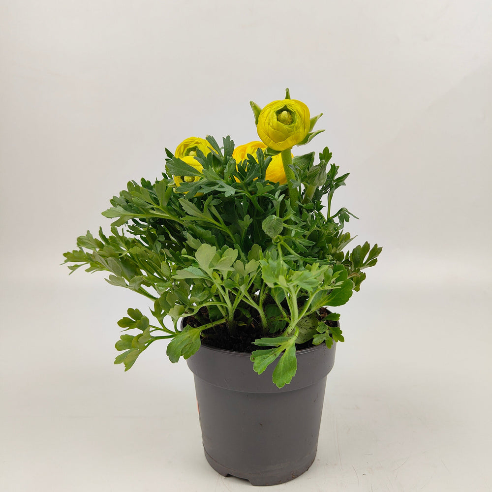Pot Ranunculus - Yellow