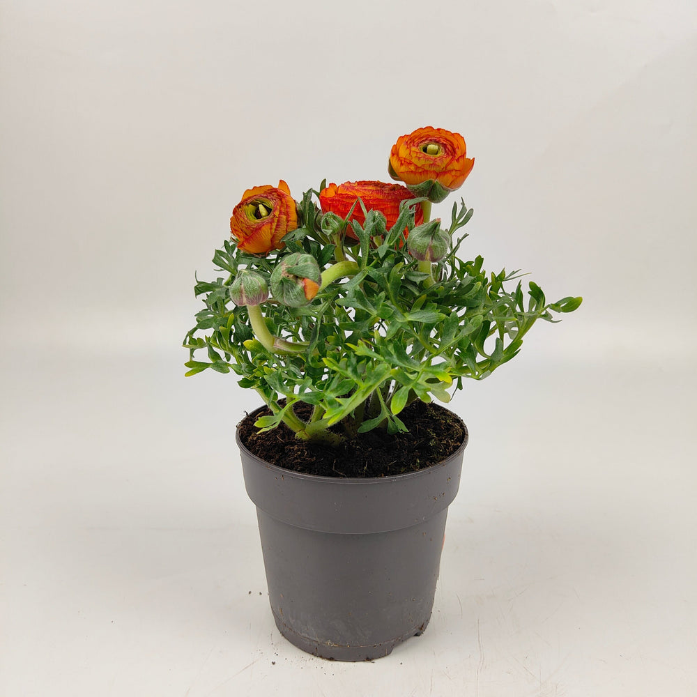 Pot Ranunculus - Orange