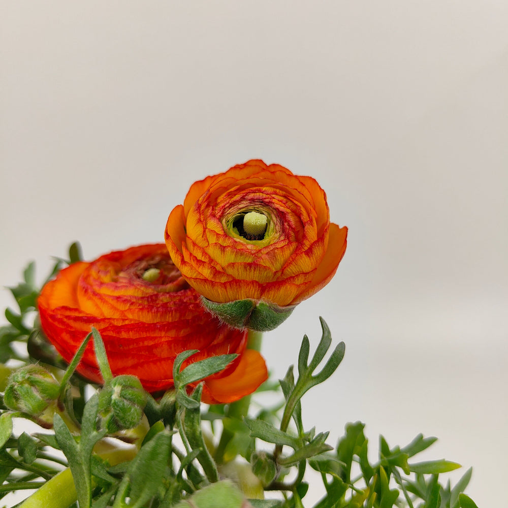 Pot Ranunculus - Orange