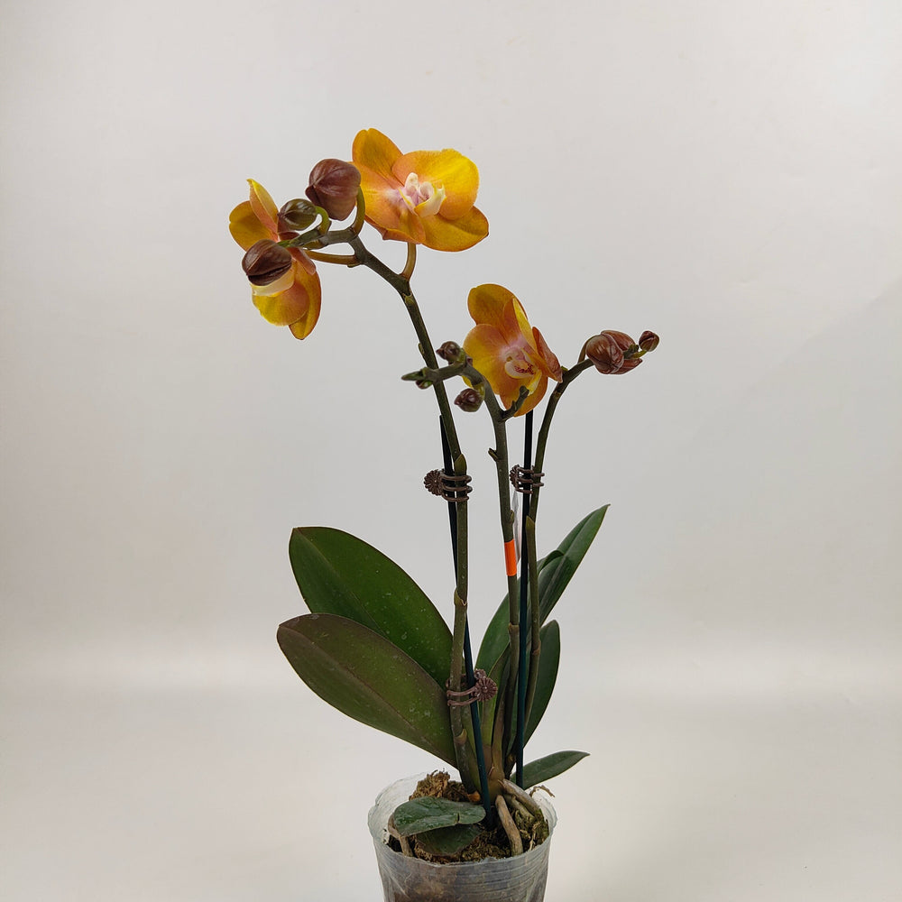 Phalaenopsis Mini Double Stem - Orange (Without Pot)