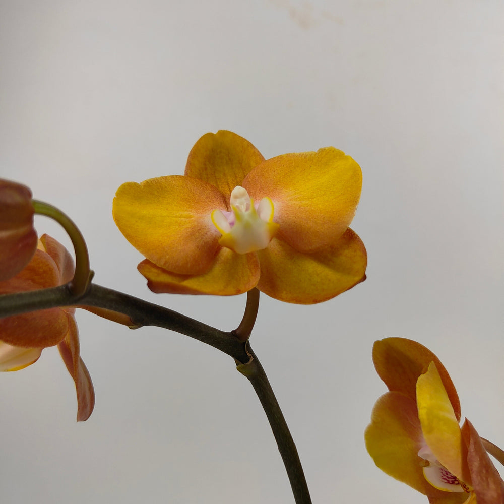 Phalaenopsis Mini Double Stem - Orange (Without Pot)