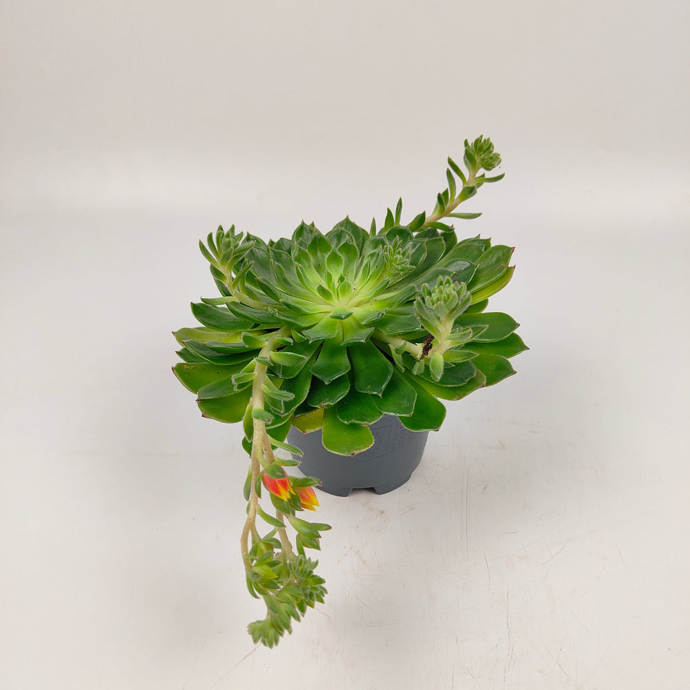 Pot Echeveria Setosa