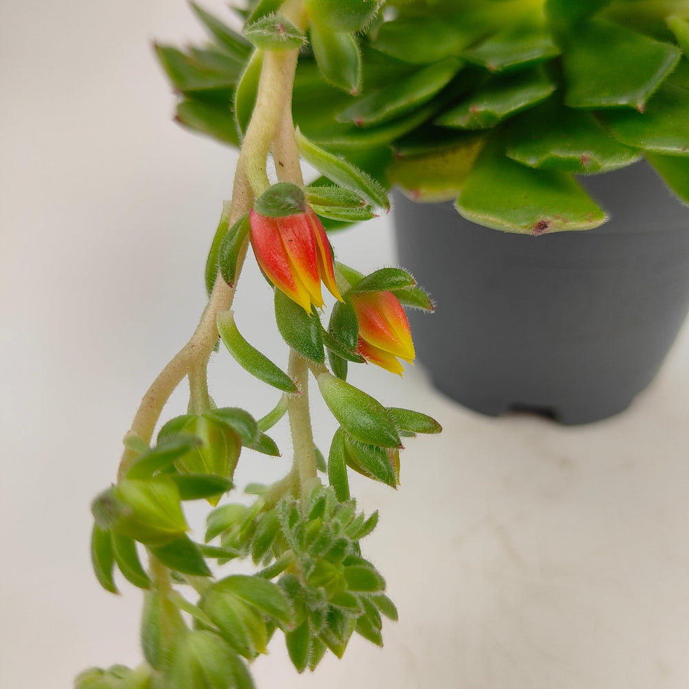 Pot Echeveria Setosa