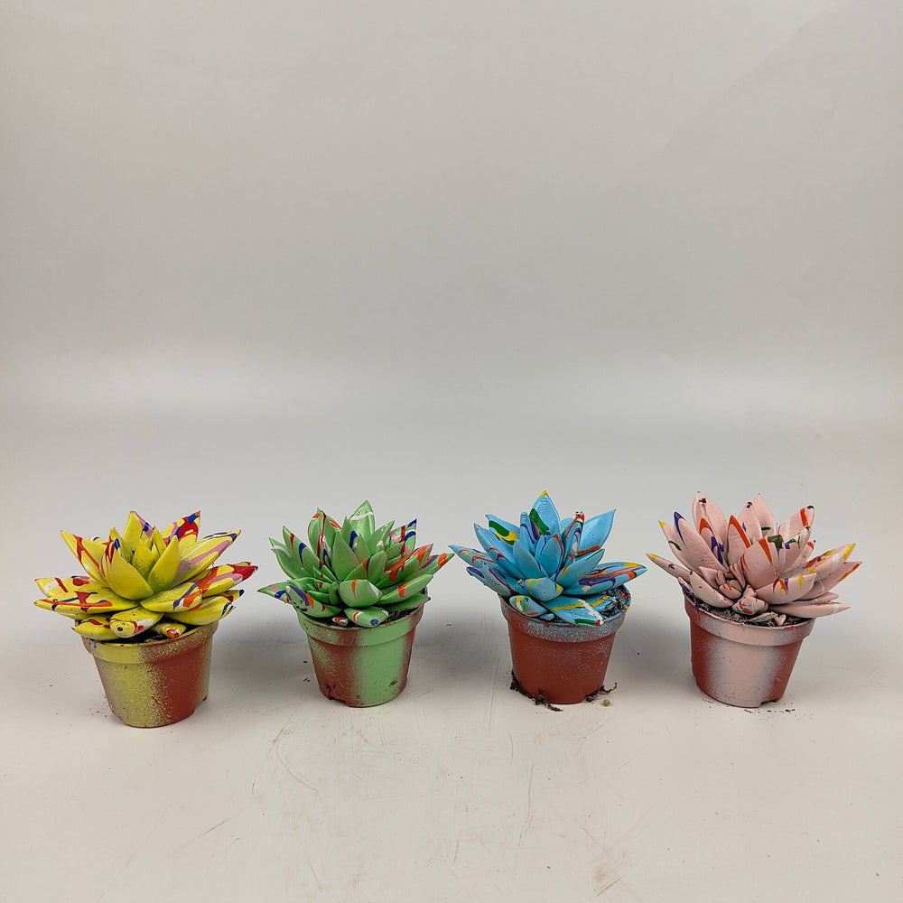 Pot Echeveria Miranda